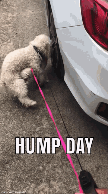 Hump Day Pet GIF - Hump Day Pet Dog GIFs