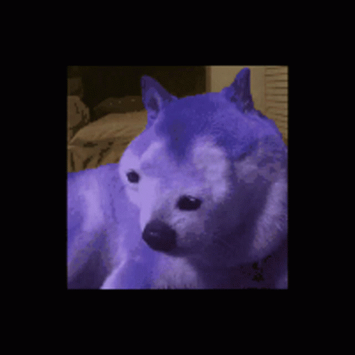 Blue Dog Blue GIF - Blue Dog Blue Dog Blue GIFs