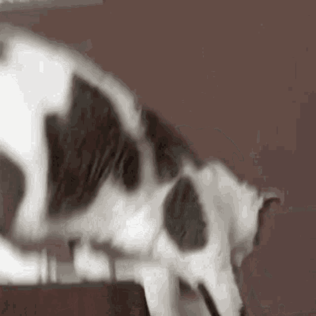 a black and white cat is playing with a toy on a shelf .
