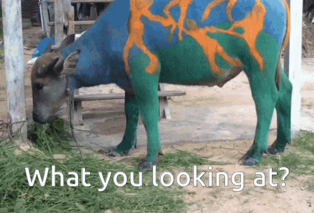 Carabao What GIF - Carabao What What Are You Looking At GIFs