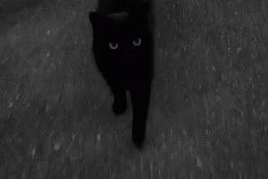 Black Cat Cat Walk GIF - Black Cat Cat Walk GIFs