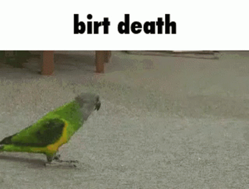 Bird Birds GIF - Bird Birds Birt GIFs