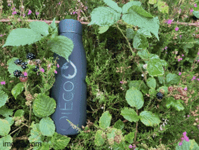a blue bottle with the word eco on it