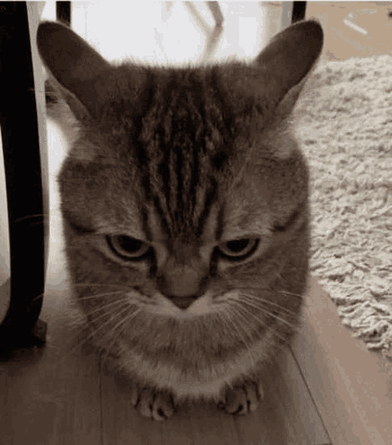 a cat is sitting on a wooden floor looking at the camera .