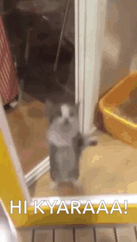 a cat standing in front of a door with the words hi kyaraaa on the bottom