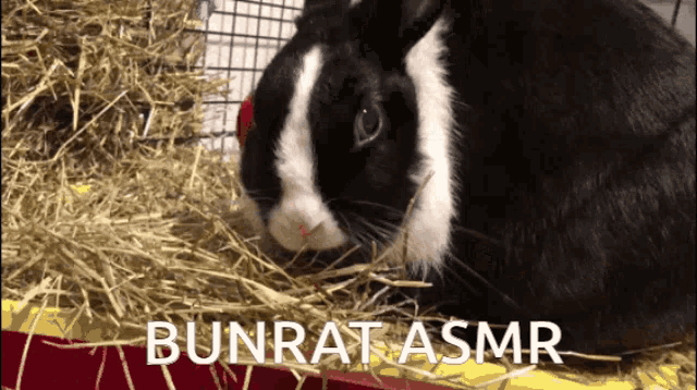 Bunrat Asmr Bunny GIF - Bunrat Asmr Bunny Asmr GIFs