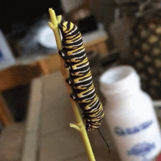 Bugs Insects GIF - Bugs Insects Caterpillar GIFs
