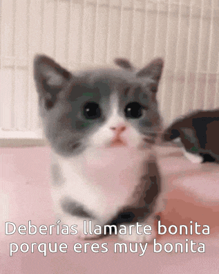 a gray and white kitten with the words deberias llamarte bonita porque eres muy bonita written below it
