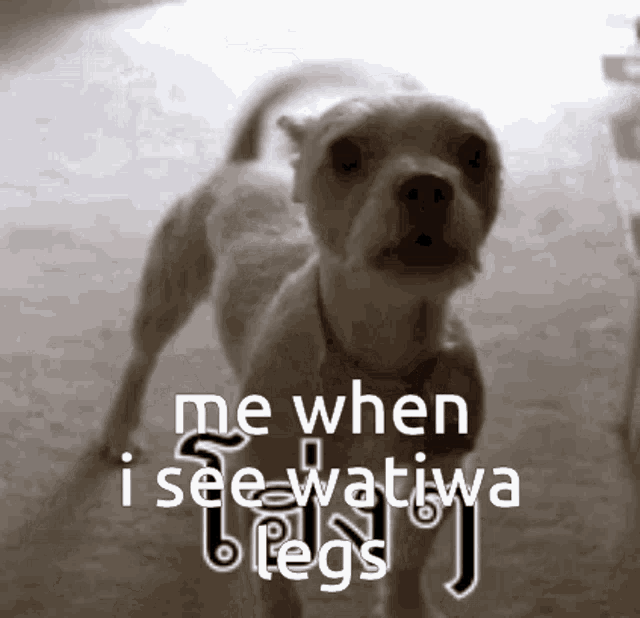 a picture of a dog with the words " me when i see watiwa legs " below it