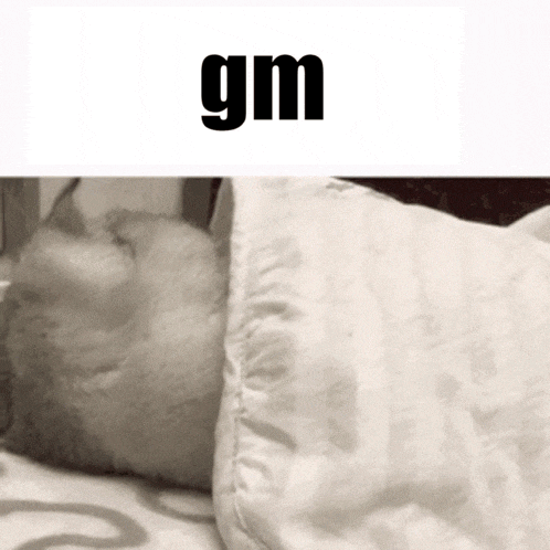 a cat is sleeping under a pillow with the word gm below it
