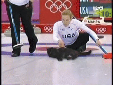 Cat Curling GIF - Cat Olympics Game GIFs