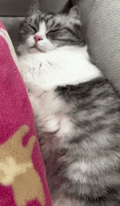 a cat is sleeping on a pink blanket with a rabbit on it