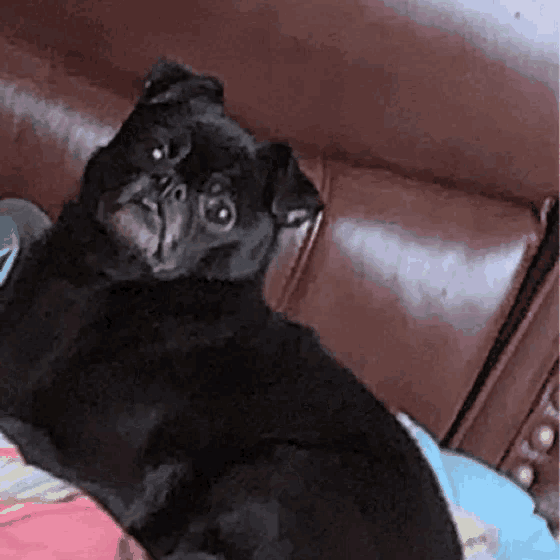 a black pug dog laying on a bed looking at the camera .