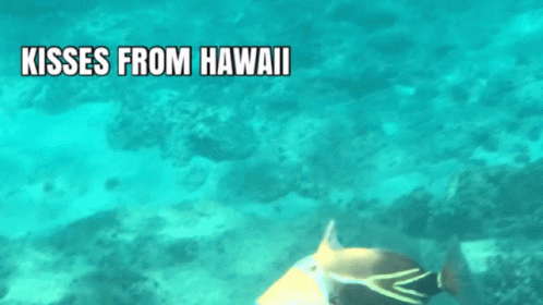 Hawaii Kisses GIF - Hawaii Kisses Tropical GIFs