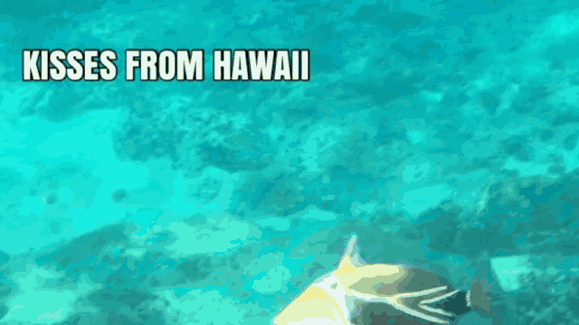 a picture of a fish and the words kisses from hawaii