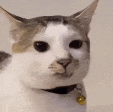 a close up of a cat wearing a collar and a bell .