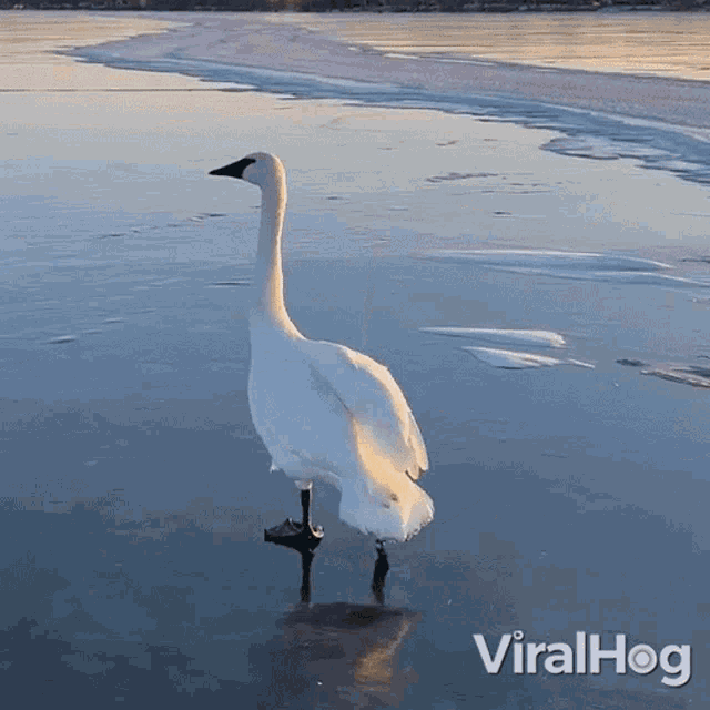 Swan Losing Balance Viralhog GIF - Swan Losing Balance Viralhog Swan Falling Down GIFs