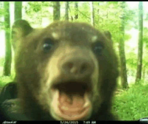 a close up of a bear with its mouth open in a forest