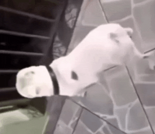a white dog with a black collar is standing on a tile floor .