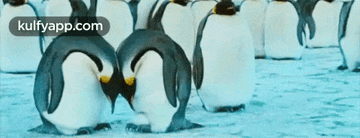 a group of penguins are standing next to each other in the snow