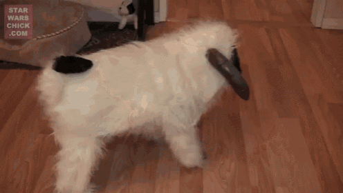 Wampug Is Not Amused GIF - Dogs Animals Starwars GIFs