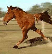Horse Weird GIF - Horse Weird Run GIFs