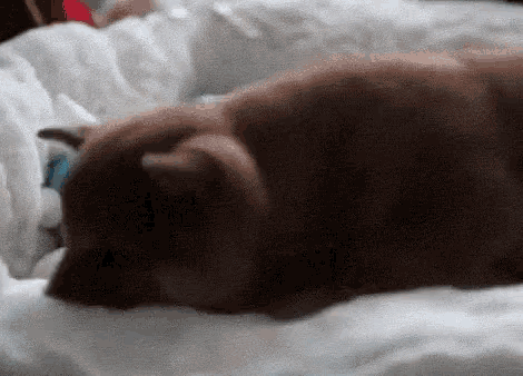 a dog is sleeping on a bed with its head on a pillow .