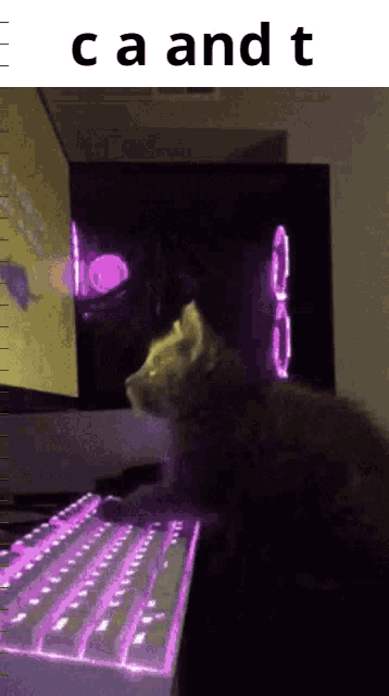 a cat is sitting at a computer keyboard with the words ca and t written above it