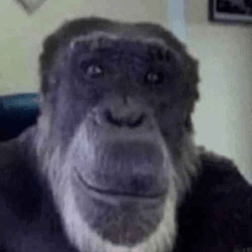 смішна мавпа що GIF - смішна мавпа що не зроз GIFs