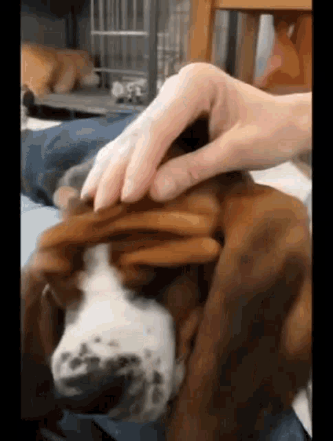 Basset Hound Sleeping Dog GIF - Basset Hound Sleeping Dog GIFs