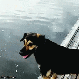 Dog Puppy GIF - Dog Puppy Dog Tricks GIFs