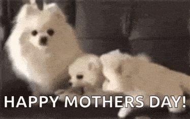a couple of pomeranian dogs sitting next to each other on a couch with the words `` happy mothers day ! ''