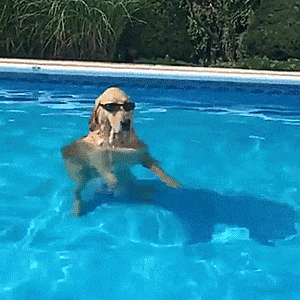 a dog wearing sunglasses is floating in a pool