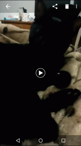 Teste Leeloo GIF - Teste Leeloo Cat GIFs