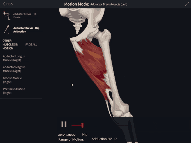 a screenshot of an adductor brevis muscle on a device