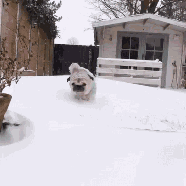 Snow Pug GIF - Snow Pug Pet GIFs