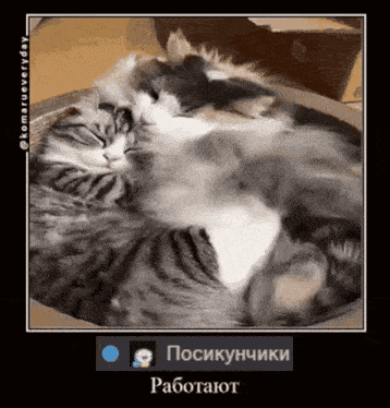 a picture of a cat sleeping in a box with russian writing on the bottom