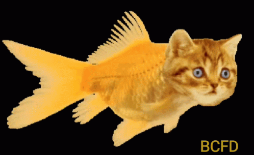 Bcfd Catfish GIF