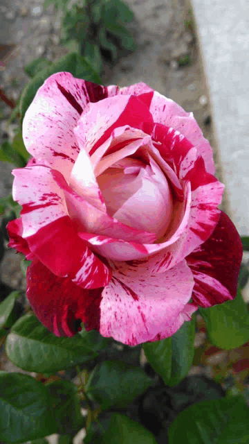 a close up of a pink and red rose with white spots