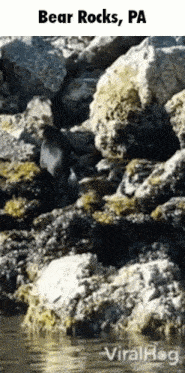 a picture of bear rocks pa with a penguin on it