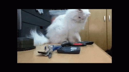 Cat Pushing GIF - Cat Pushing GIFs