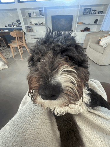 a dog laying on a blanket in a living room with a fireplace in the background
