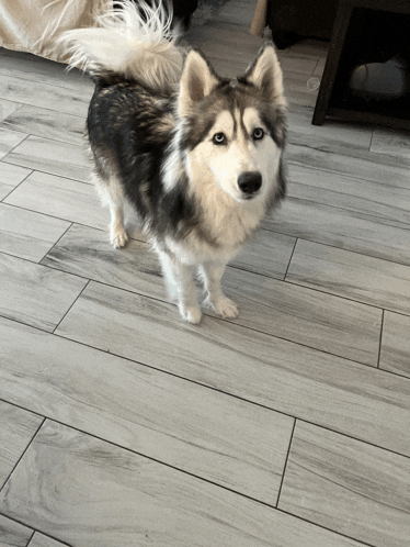 a husky dog standing on a wooden floor looking at the camera