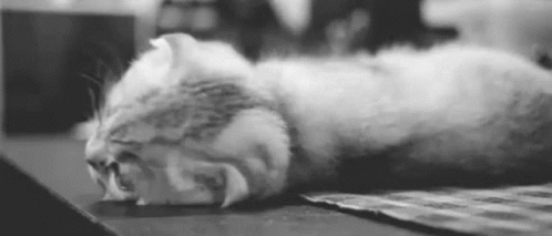 Sleepy Cat GIF - Sleepy Cat Lazy GIFs