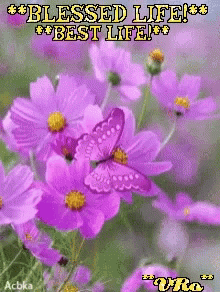 Lavender Flowers GIF - Lavender Flowers And GIFs