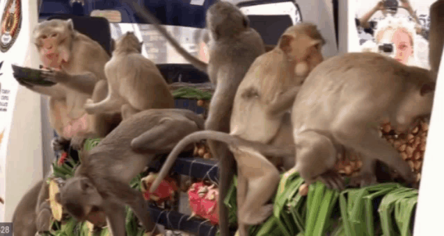 a group of monkeys are gathered around a table with a picture of a man in the background