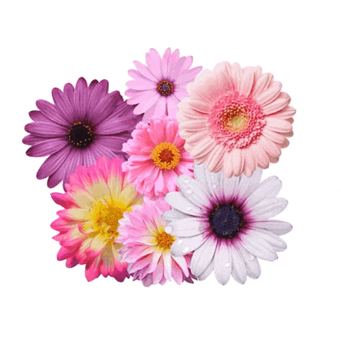 a bunch of flowers with water drops on them on a white background