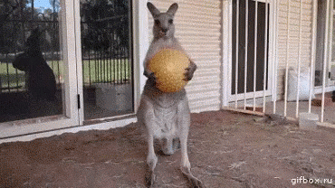 Animals Kangaroo GIF - Animals Kangaroo Screw This GIFs