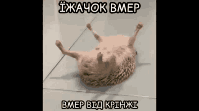 a picture of a hedgehog laying on its back with foreign writing