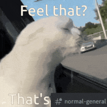 a picture of a cat with the words feel that that 's # normal-general